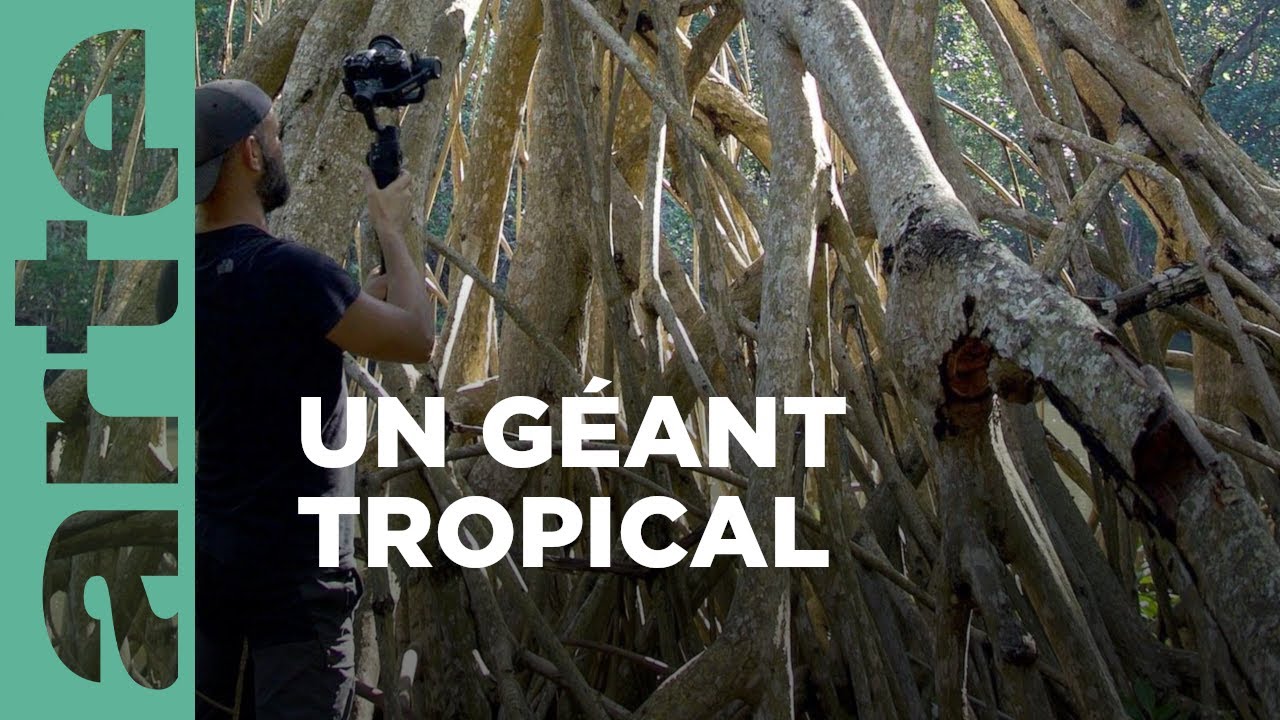 Documentaire Le pionnier des mangroves | Le monde des arbres