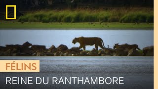 Machli, la tigresse qui règne sur le fort de Ranthambore