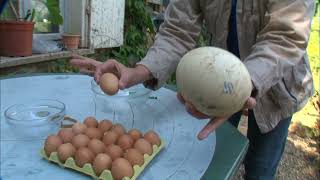 Documentaire Voici les plus gros œufs du monde