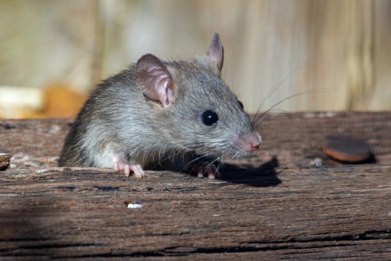 Article | Comment se débarrasser des nuisibles ?