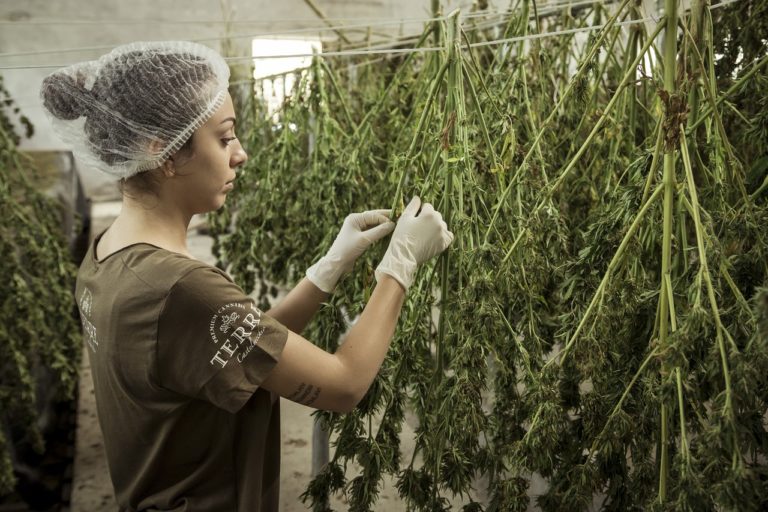 Article | Le point sur le CBD