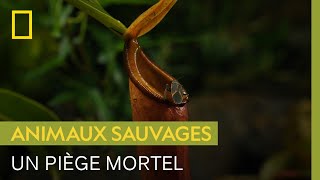 Cette jolie plante est en réalité un piège mortel pour les insectes