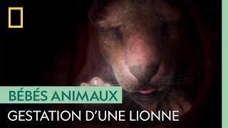 Documentaire La gestation d’une lionne est très risquée