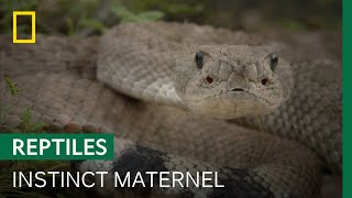 Un serpent à sonnette défend ses petits en dépit du danger