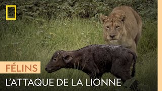 Une lionne attaque un jeune buffle pour nourrir ses petits