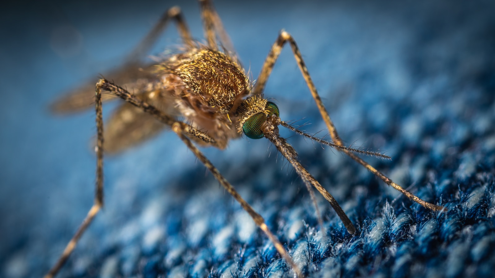 Documentaire Eviter les piqures de moustiques