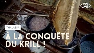 Documentaire À la conquête du krill, minuscule crevette de l’Antarctique