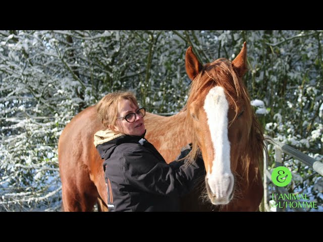 Documentaire Le cheval, pour comprendre nos émotions