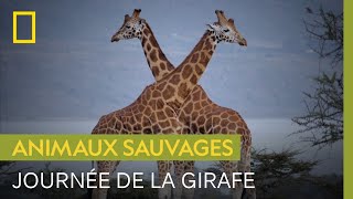 Documentaire Girafe : que savez-vous vraiment de ces géantes ?