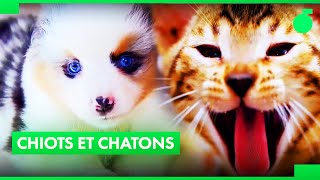 Documentaire Les premiers pas des chiots et chatons les plus mignons !