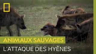 Documentaire Violente attaque de hyènes contre une intruse