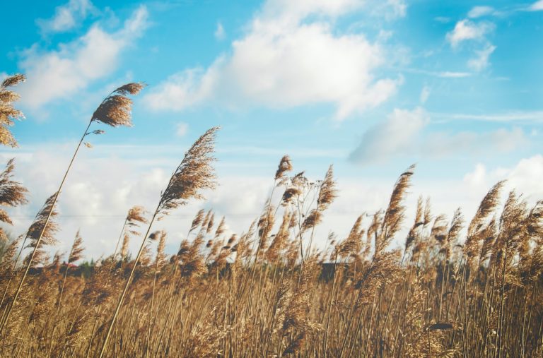 Article | Le vent : d’où vient-il ?