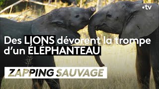Documentaire Des lions dévorent la trompe d’un éléphanteau