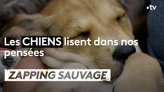 Documentaire Les chiens lisent dans nos pensées