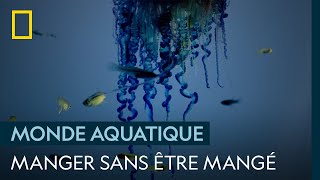 Manger sans être mangé : la dangereuse loi de la nature