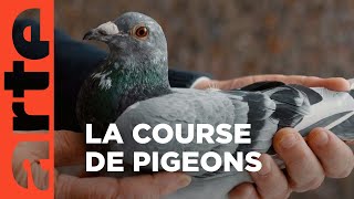 Une course, des pigeons et des millions