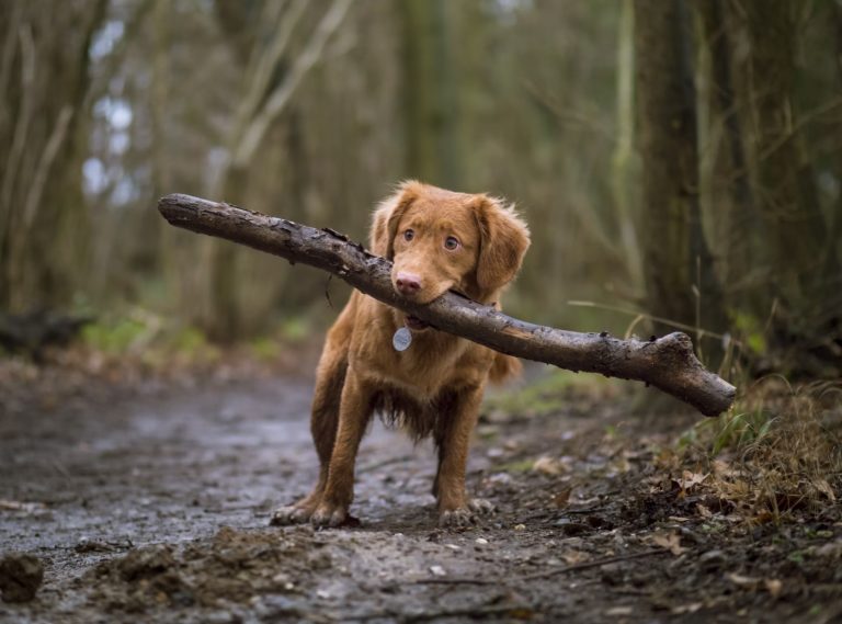 Article | Les jouets pour chien destructeur, quel type de jouet choisir ?