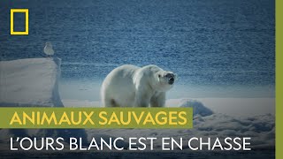 Ces morses se croyaient en sécurité mais ils sont sur le terrain de chasse d'un ours blanc