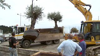 Documentaire L’importation d’oliviers, un business qui rapporte gros