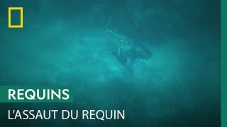 Un plongeur se fait mordre à la tête par un requin