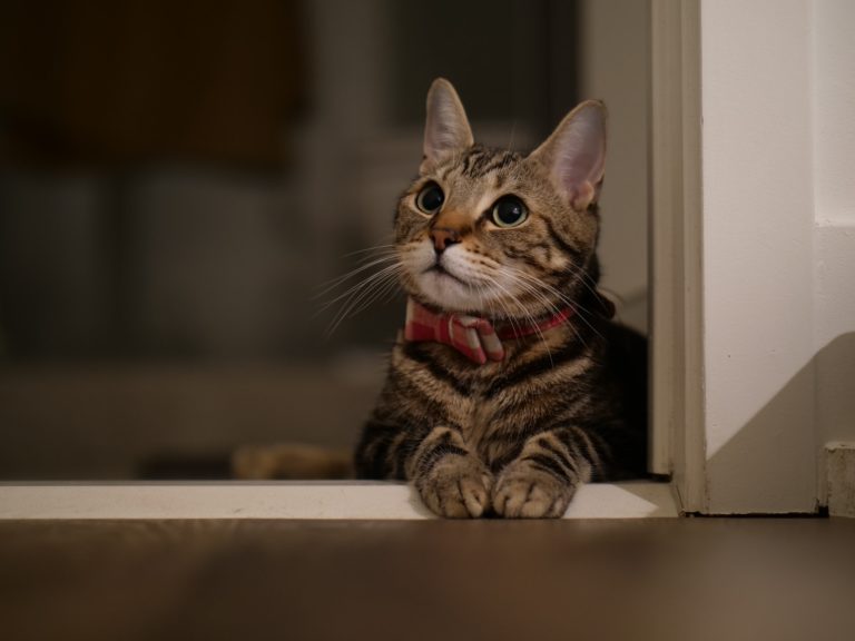 Article | Colliers GPS pour chats : une innovation au service de nos félins