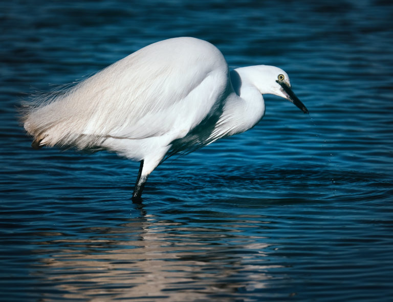 Article | Rencontre avec l’aigrette garzette