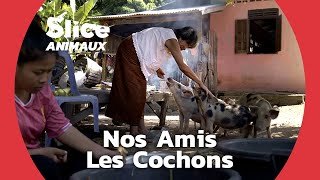 Comment les cochons ont domestiqué notre cœur