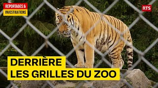 Derrière les grilles du Zoo : hôtel de luxe ou prison pour les animaux ?