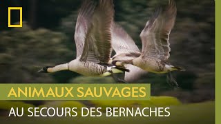 Immersion dans un centre de réhabilitation pour oiseaux