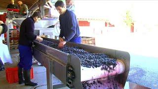 Documentaire Le prestigieux vignoble de la Rioja