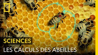 Les moyens de communication impressionnants des abeilles