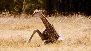 Documentaire Premiers pas d’un girafon