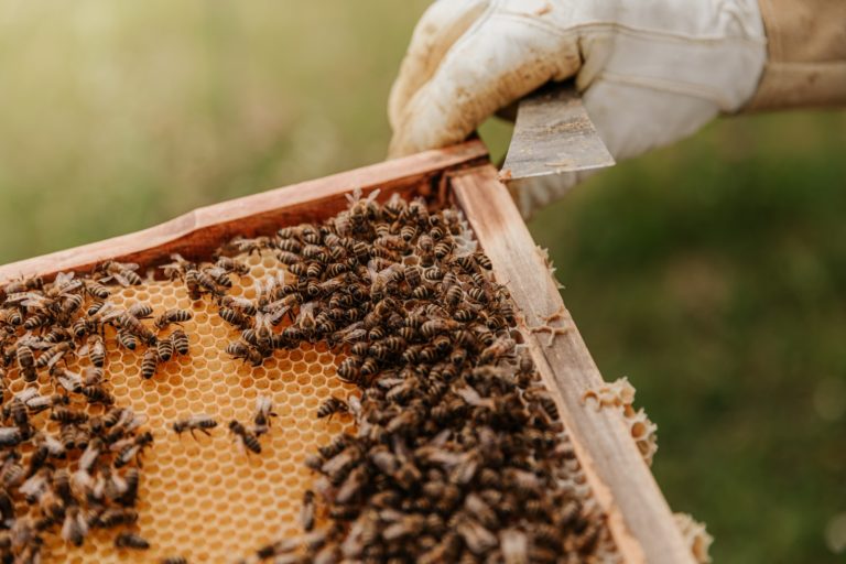 Article | Abeilles : pourquoi accueillir une ruche chez soi ?