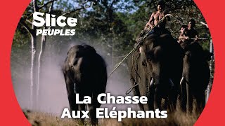 Documentaire Les Chevaliers d’Ivoire : l’art de capturer des éléphants sauvages