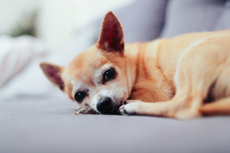 Article | Les plus petites races de chiens du monde