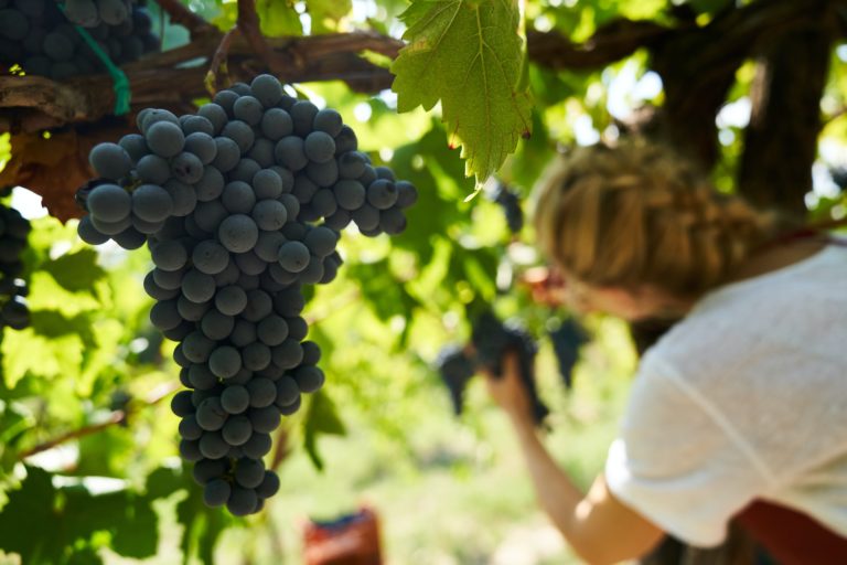 Article | Devenir vigneron : une reconversion passionnante