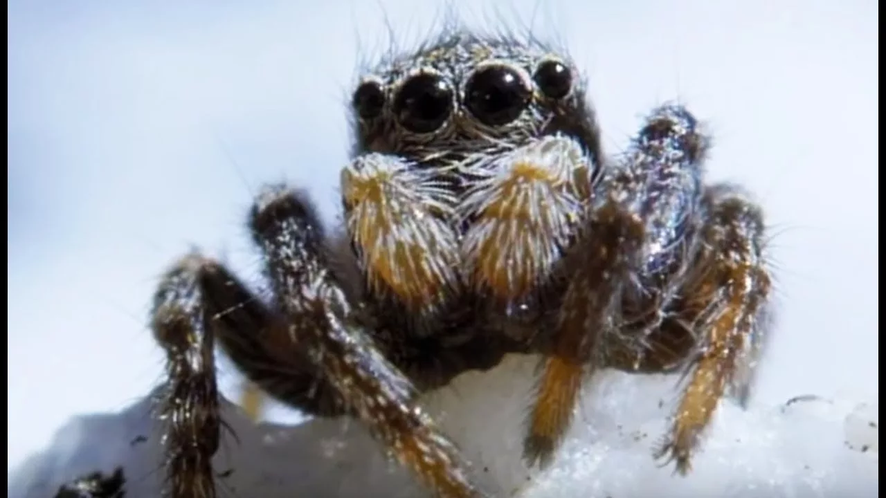 Cette araignée vit à 6000m d'altitude !