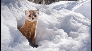 Martre d'Amérique VS souris