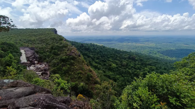 Article | L’Amazonie, poumon vert de la planète