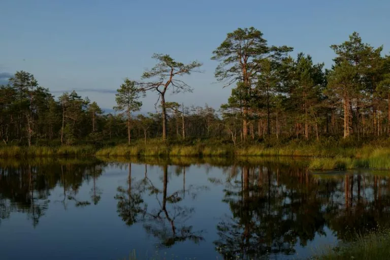 Article | Un regard sur le magnifique écosystème des Everglades