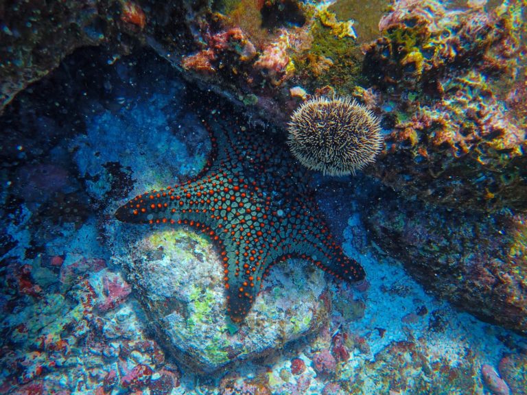 Article | Les étoiles de mer: des joyaux des océans