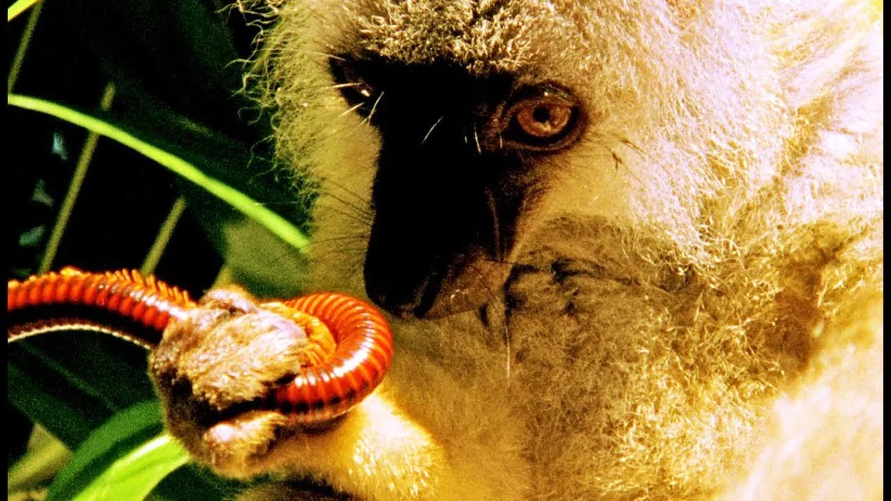 Documentaire Drogue : un lémurien se défonce aux mille-pattes