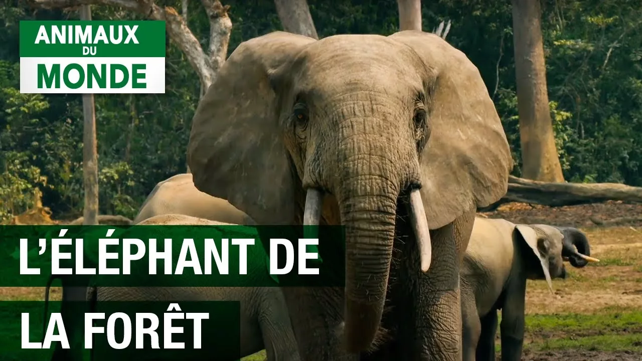 Documentaire L’éléphant de forêt après l’éden