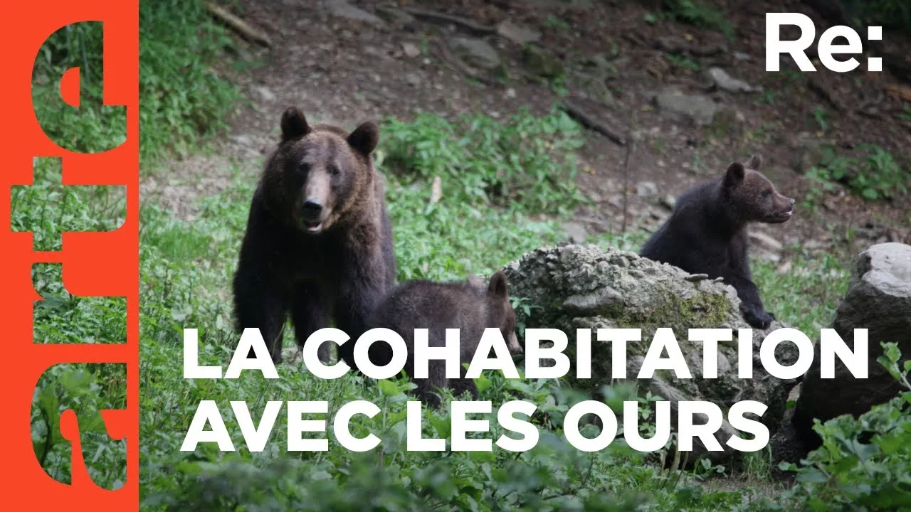 Documentaire Le danger des ours