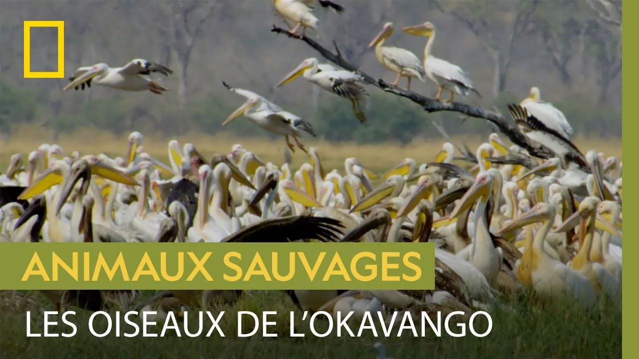 Documentaire Le magnifique spectacle des oiseaux du Delta de l’Okavango