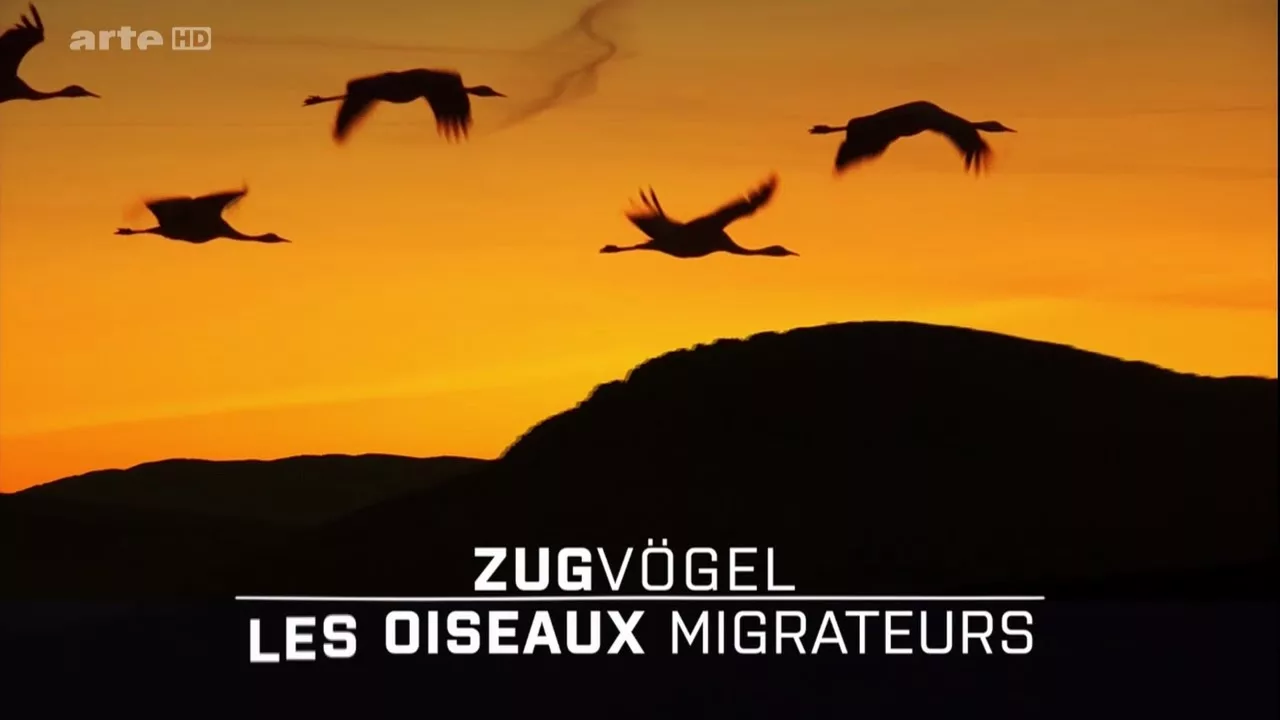 Documentaire Les oiseaux migrateurs : leur combat pour la survie