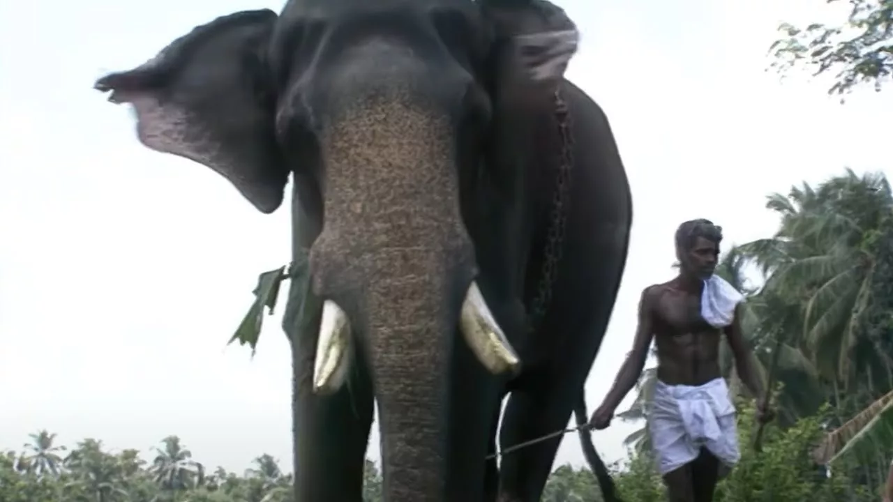 Documentaire L’homme et l’éléphant | Inde du Sud