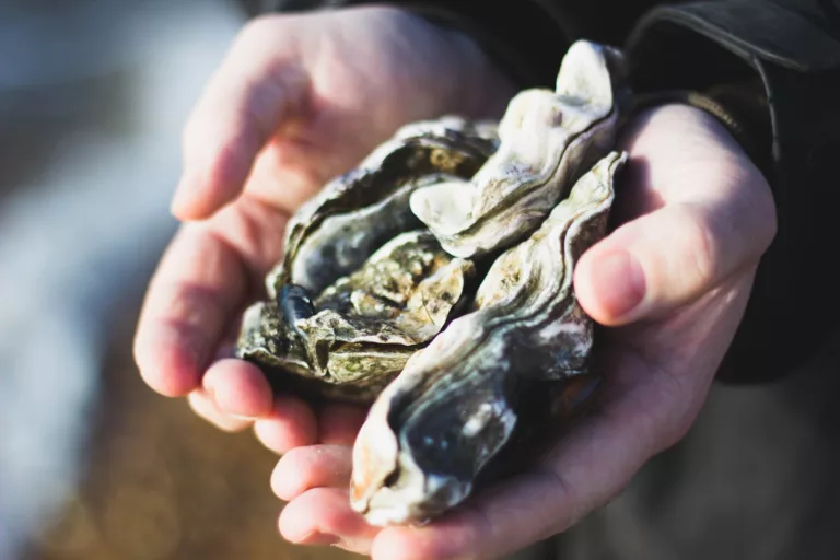 Article | Les huîtres : un trésor de la mer et de la gastronomie