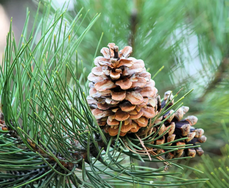 Article | Sapins à feuilles persistantes: pourquoi ne perdent-ils pas leurs aiguilles ?