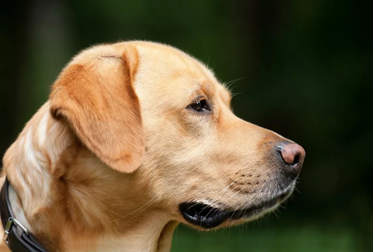 Article | Chien de France : quelles sont les meilleures races et comment les choisir ?